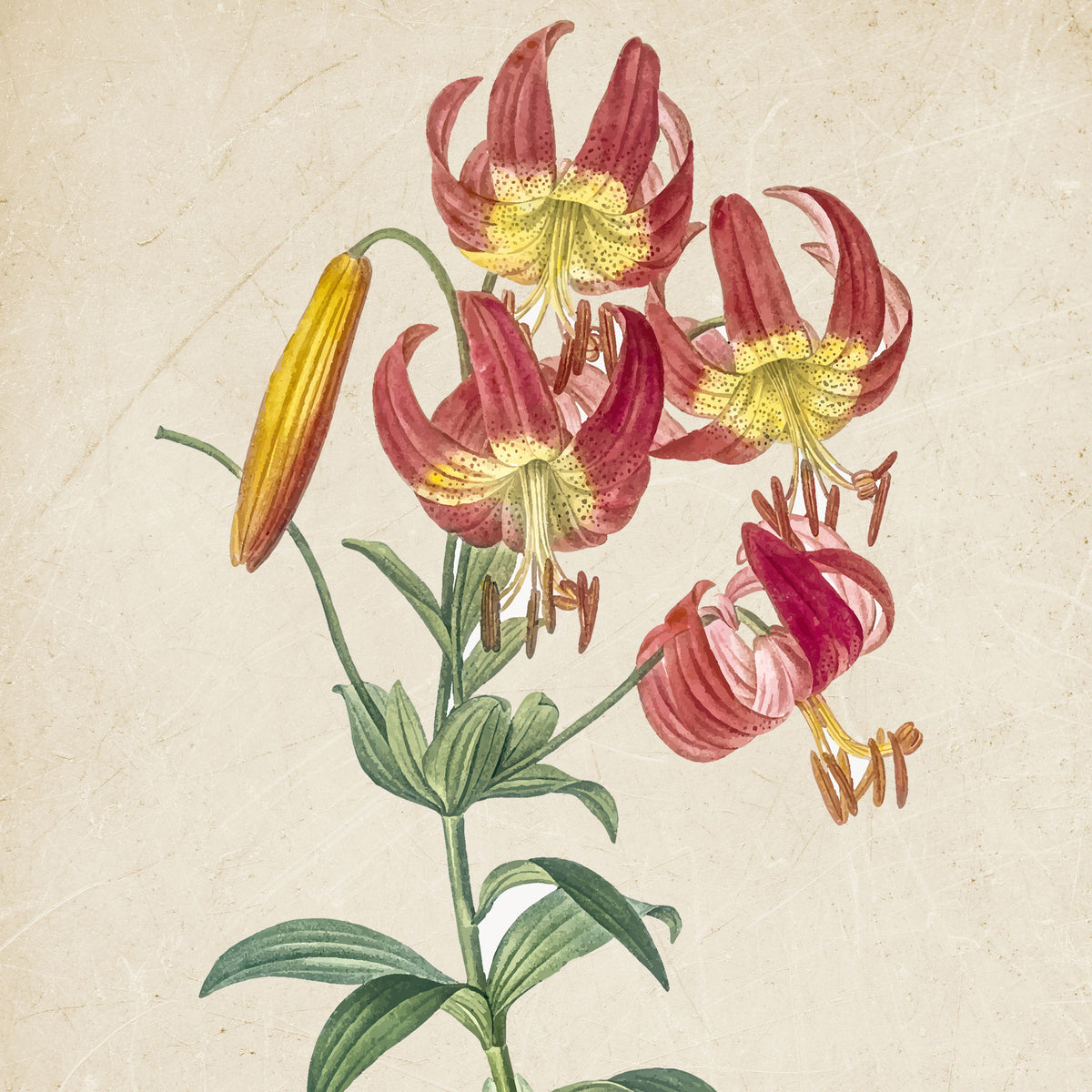 Vintage Flora