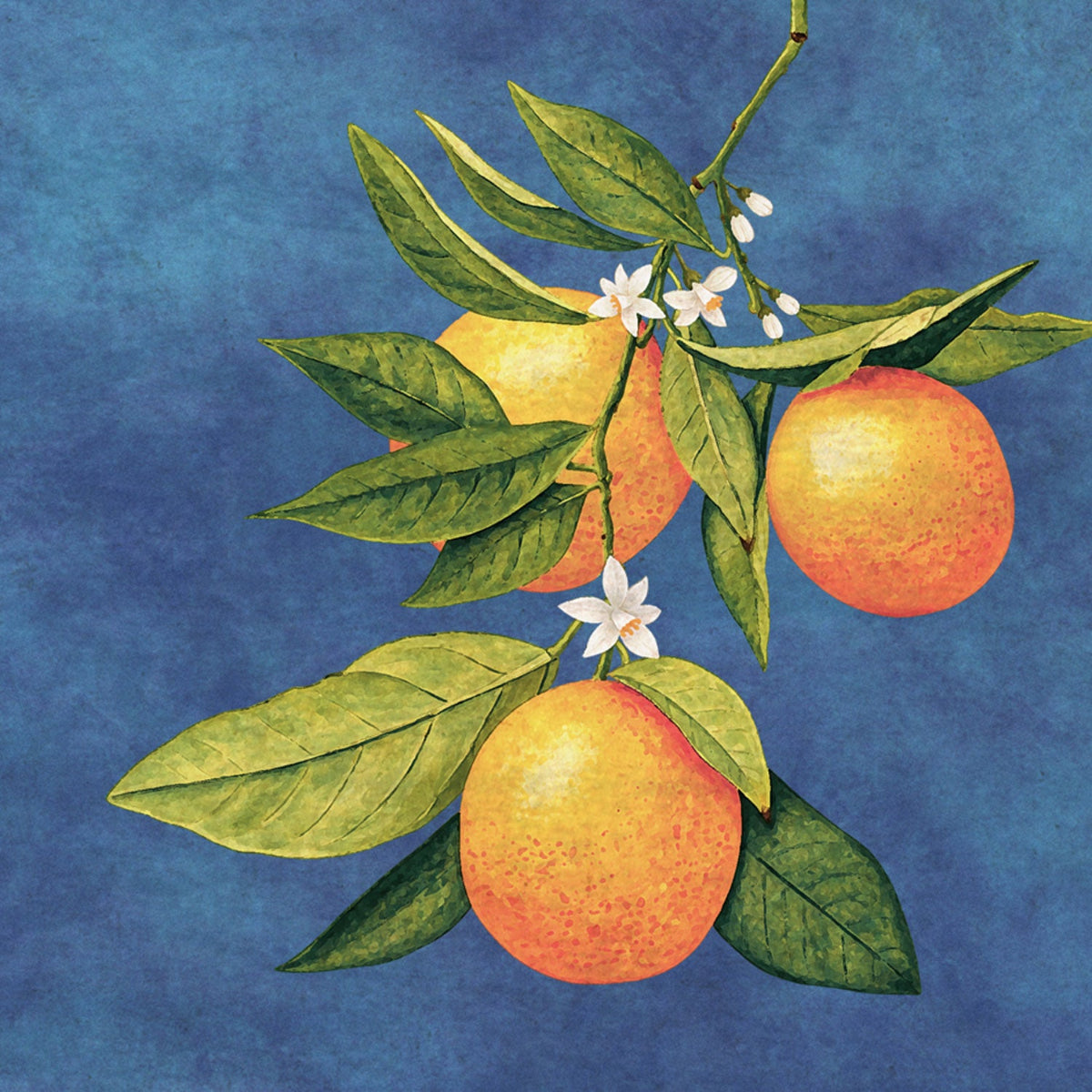 Detailed illustration of orange fruits, white citrus blossoms and green foliage against a textured blue background
