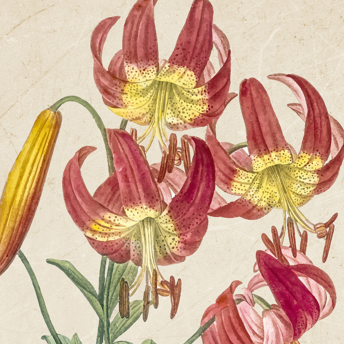 Detailed vintage illustration of pink lilies with yellow centres and green leaves against a textured cream background