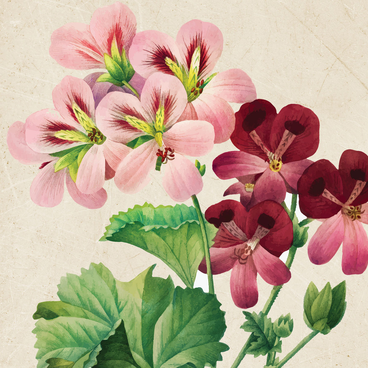 Vintage Geranium Blooms Wall Art