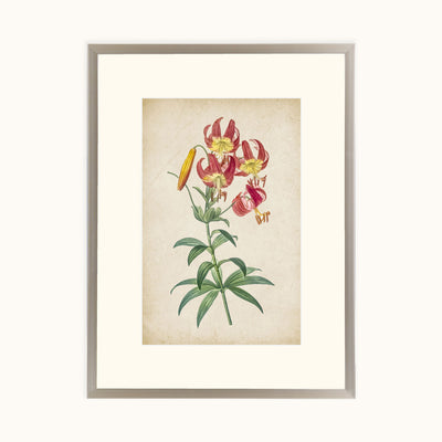 Vintage Lily wall art