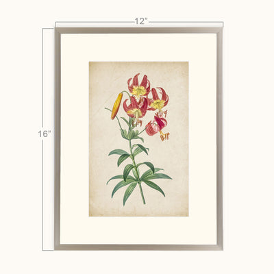 Vintage Lily wall art