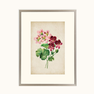 Vintage Geranium Blooms Wall Art