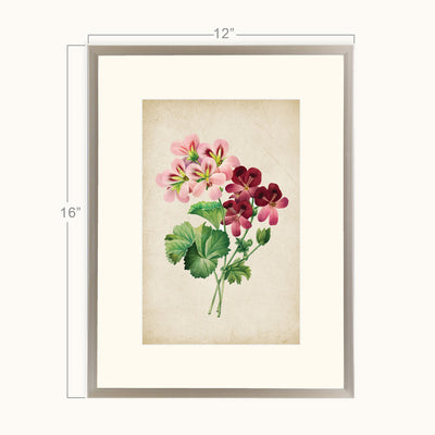 Vintage Geranium Blooms Wall Art