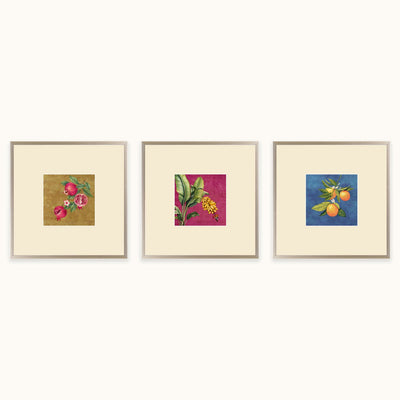 Fruits of Nature set featuring framed pomegranate, banana and orange botanical illustrations