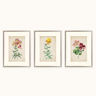 Three framed botanical art with vintage-style flower illustrations are displayed side by side on a light beige wall.