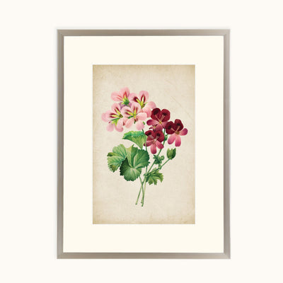 Vintage Geranium Blooms framed botanical illustration featuring pink and burgundy flowers with green foliage